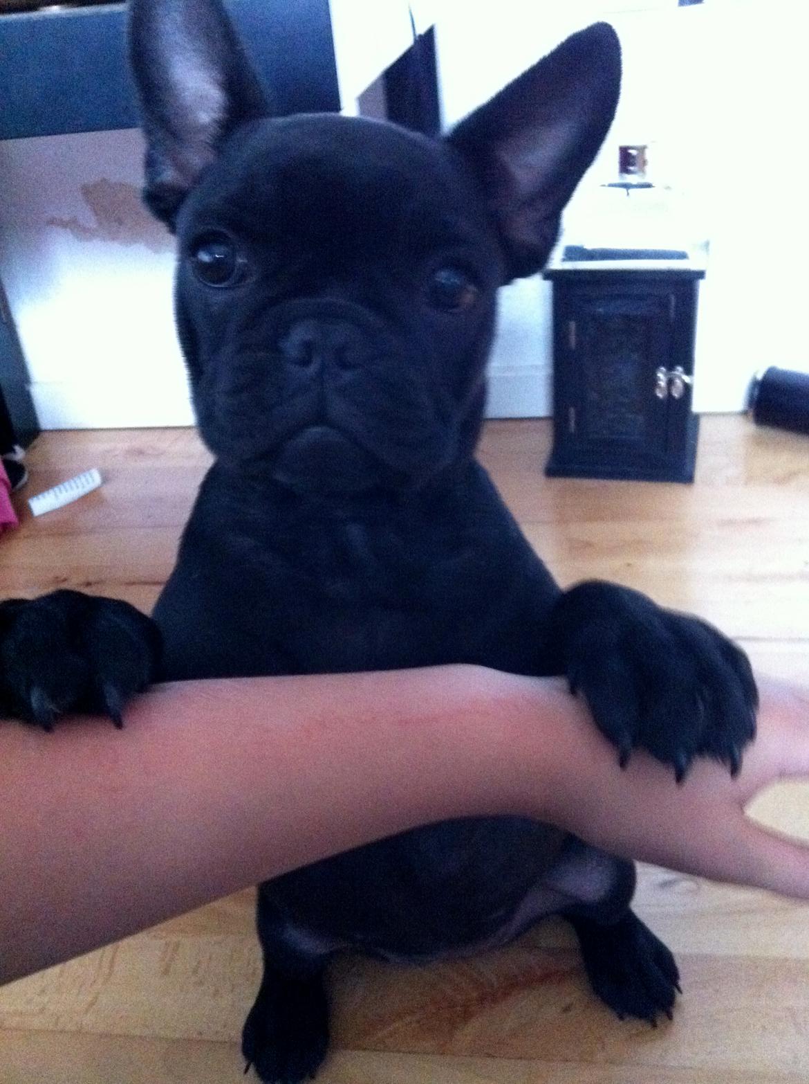 Fransk bulldog Angel billede 3