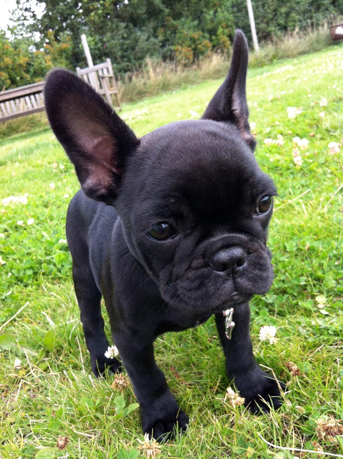 Fransk bulldog Angel billede 4