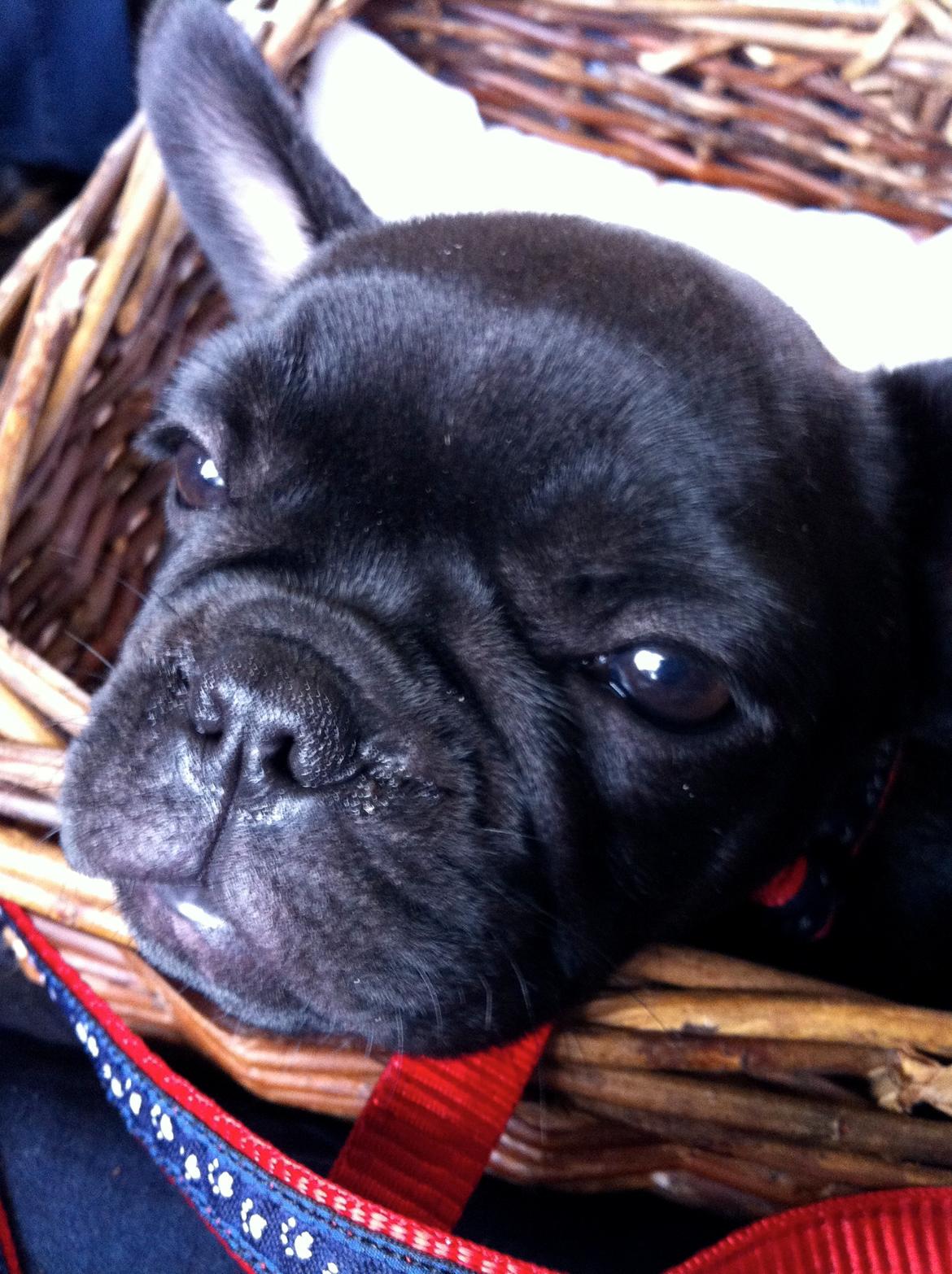 Fransk bulldog Angel billede 5