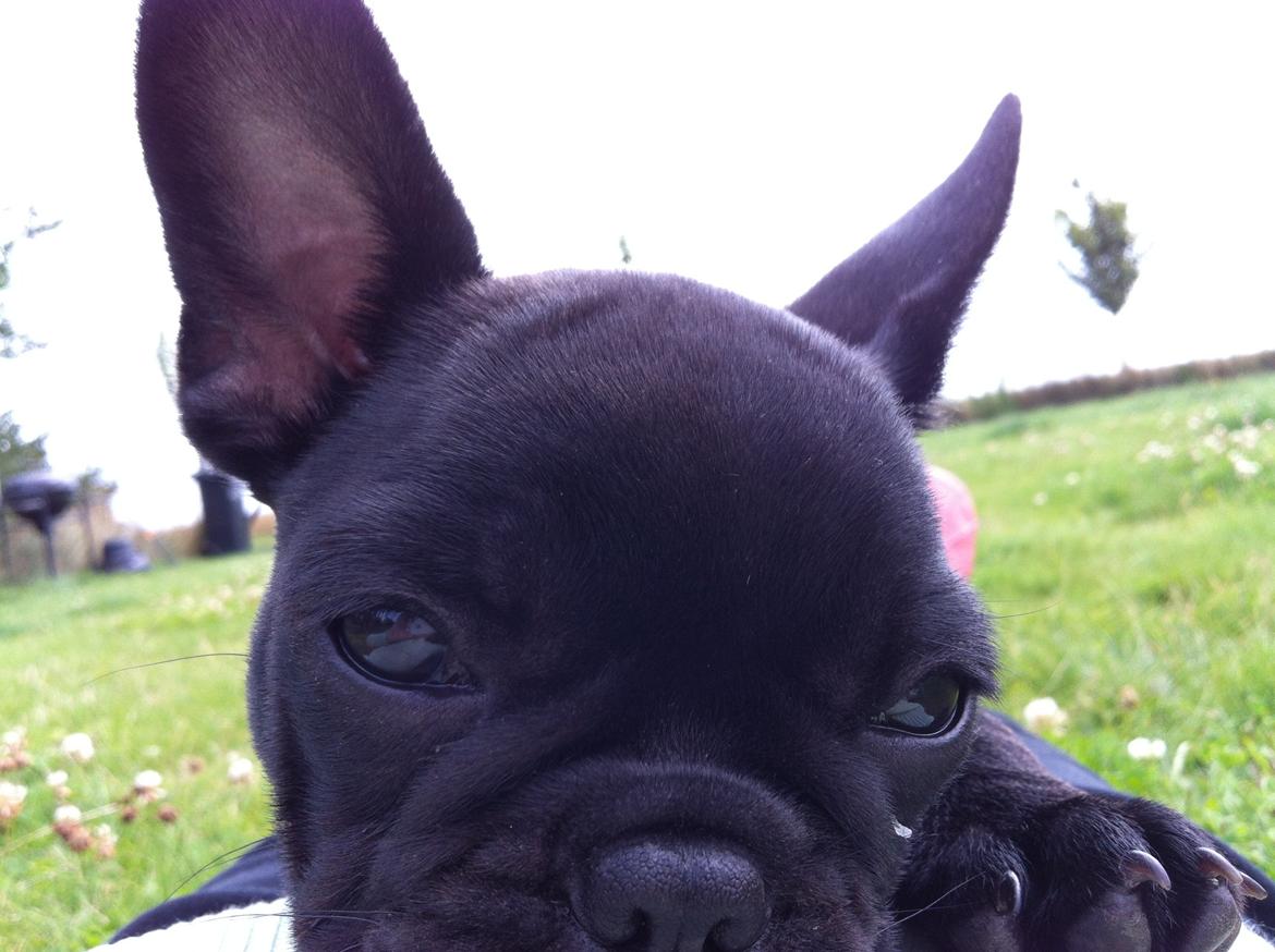 Fransk bulldog Angel billede 6