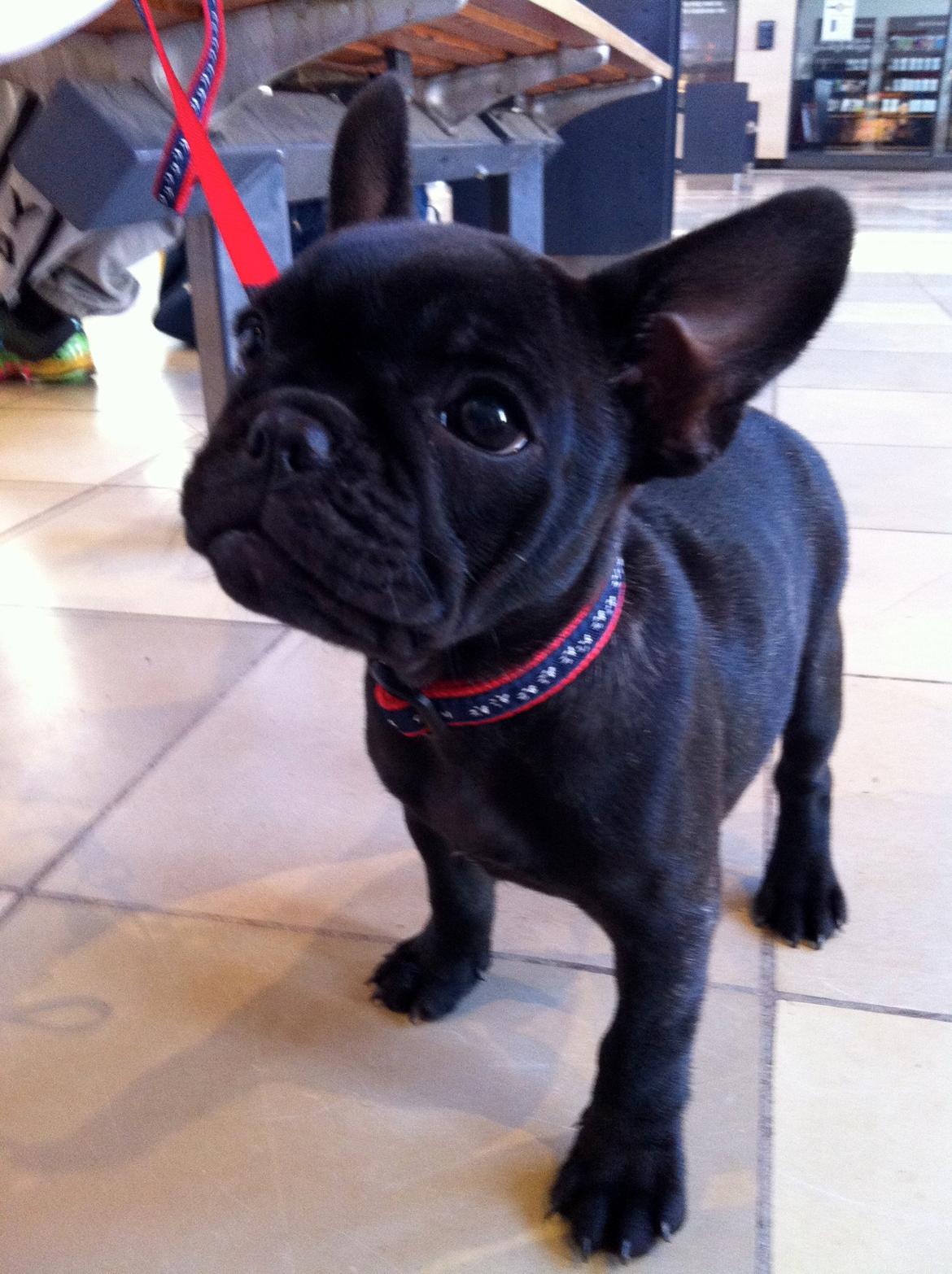 Fransk bulldog Angel billede 7