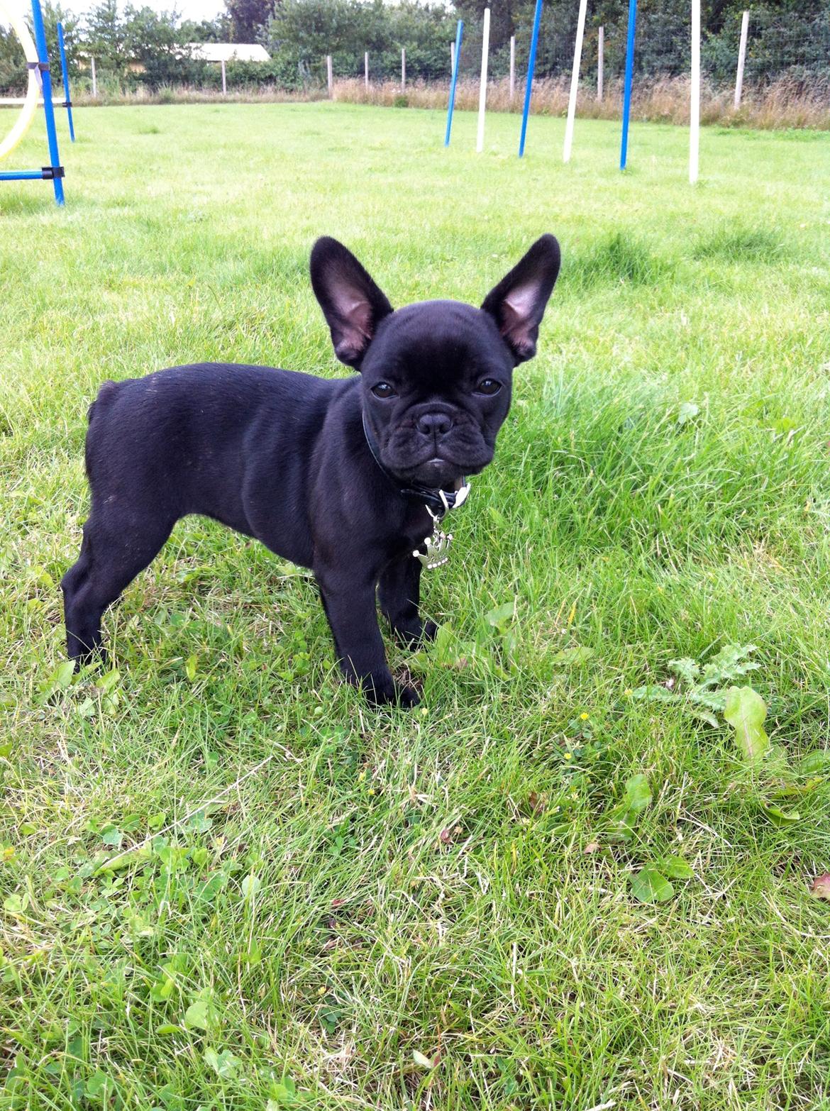 Fransk bulldog Angel billede 8