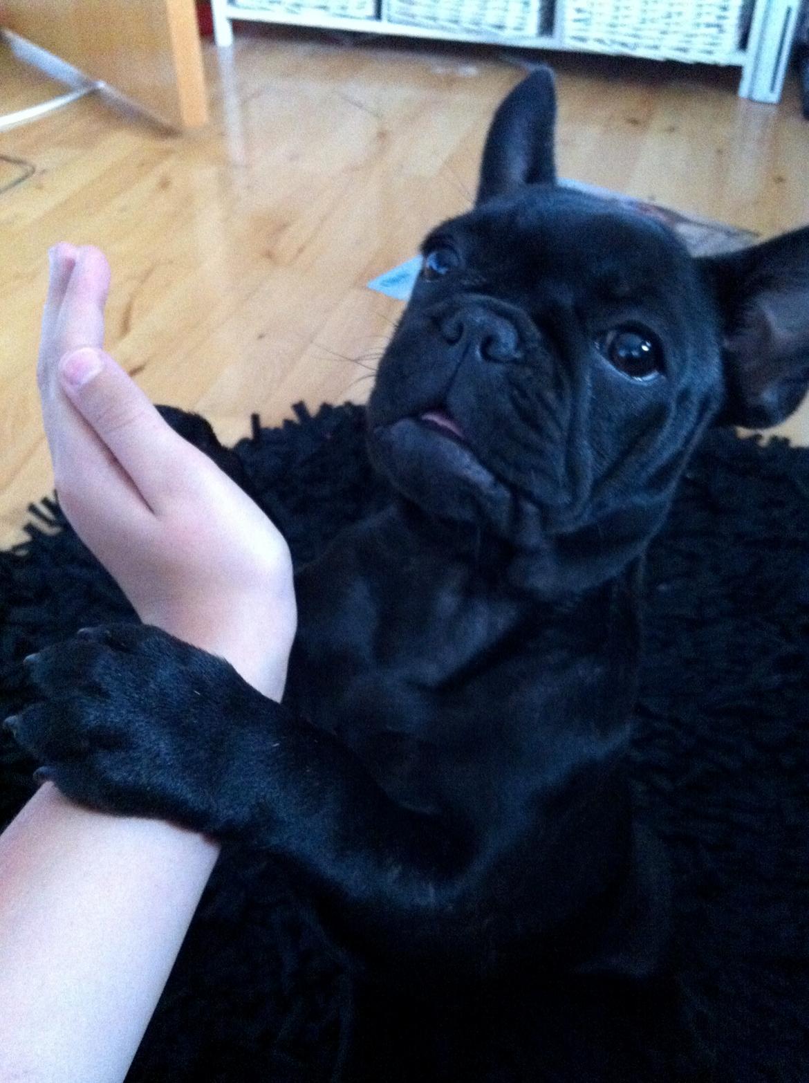 Fransk bulldog Angel billede 9