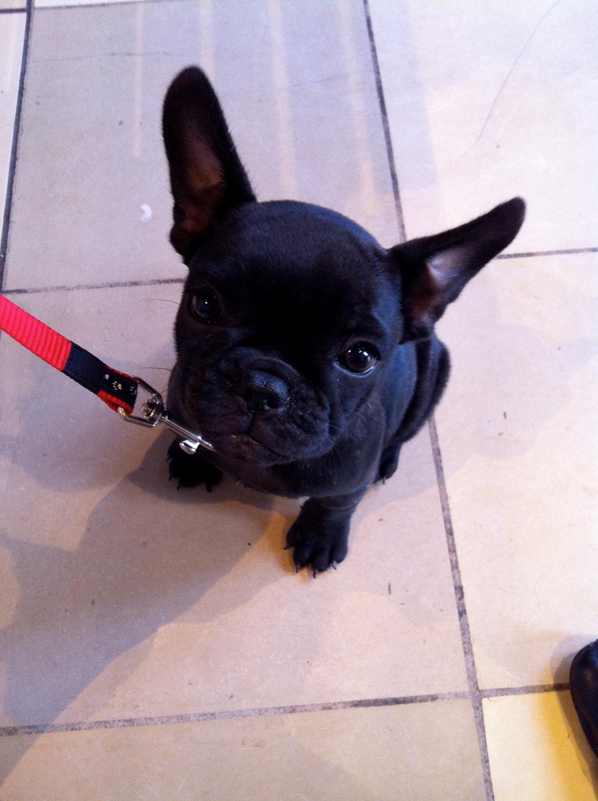 Fransk bulldog Angel billede 10