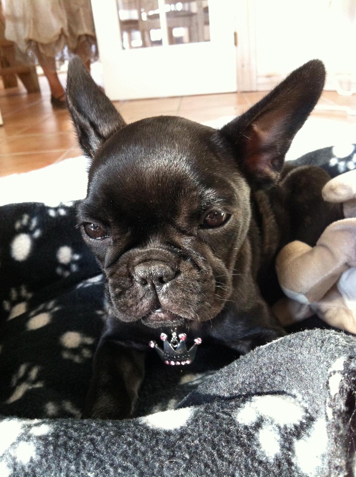 Fransk bulldog Angel billede 11