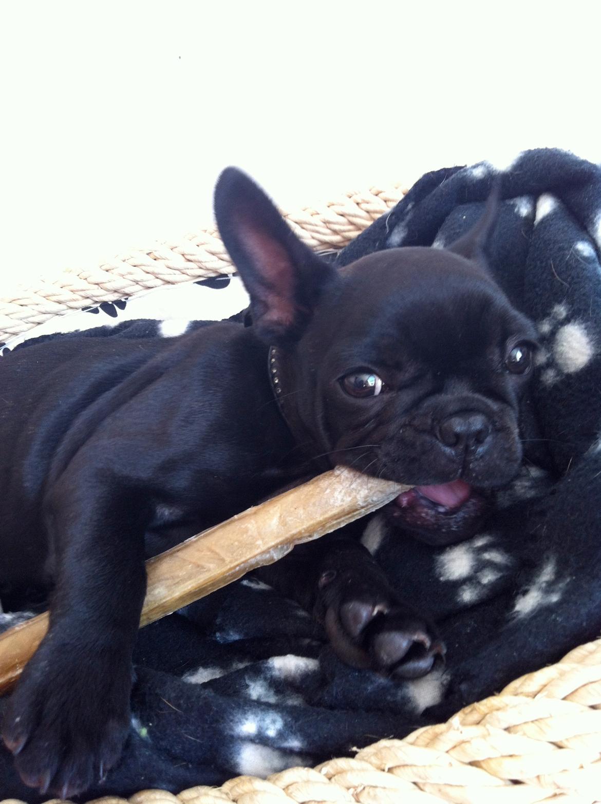 Fransk bulldog Angel billede 12