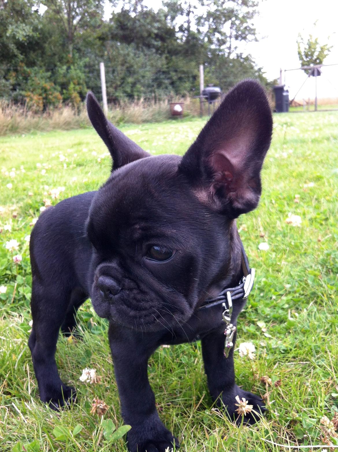 Fransk bulldog Angel billede 13