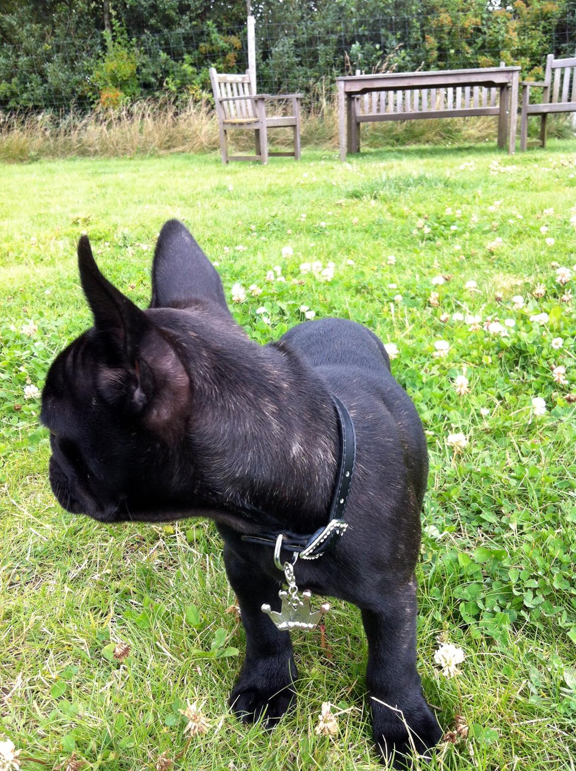 Fransk bulldog Angel billede 14