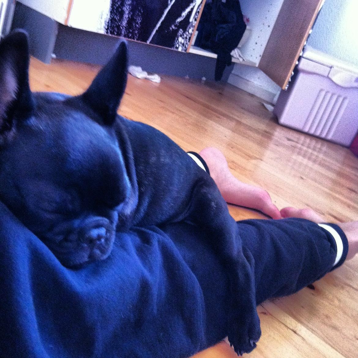 Fransk bulldog Angel billede 15