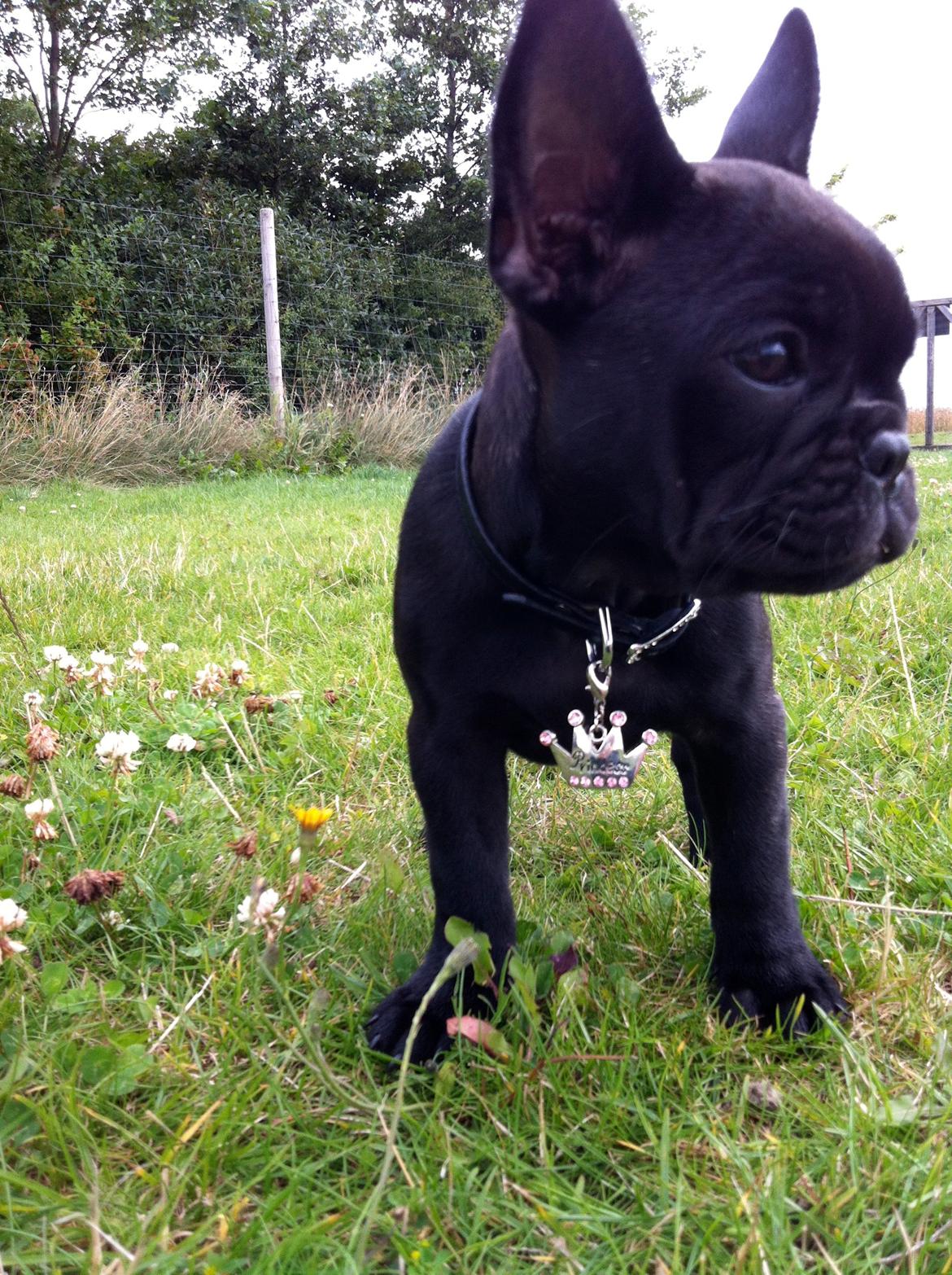 Fransk bulldog Angel billede 16