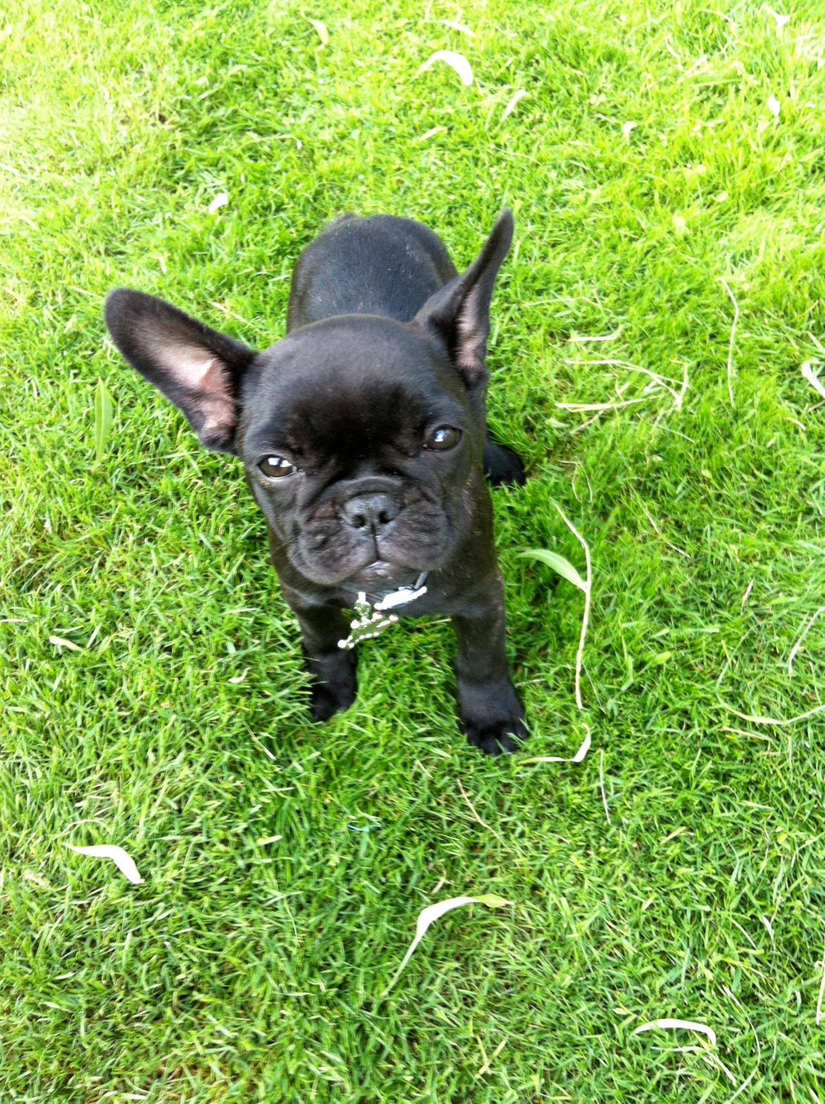 Fransk bulldog Angel billede 17