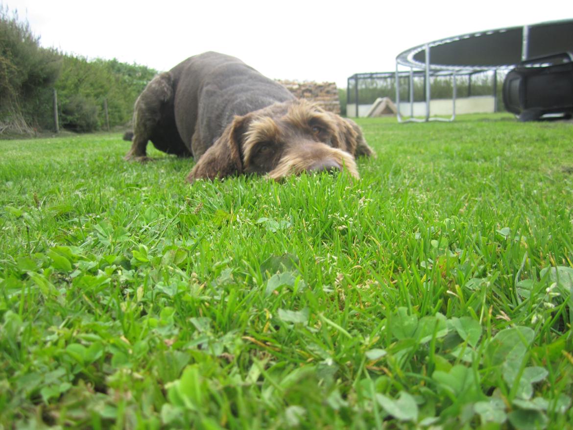 Ruhåret hønsehund Birkemosens Luchs billede 3