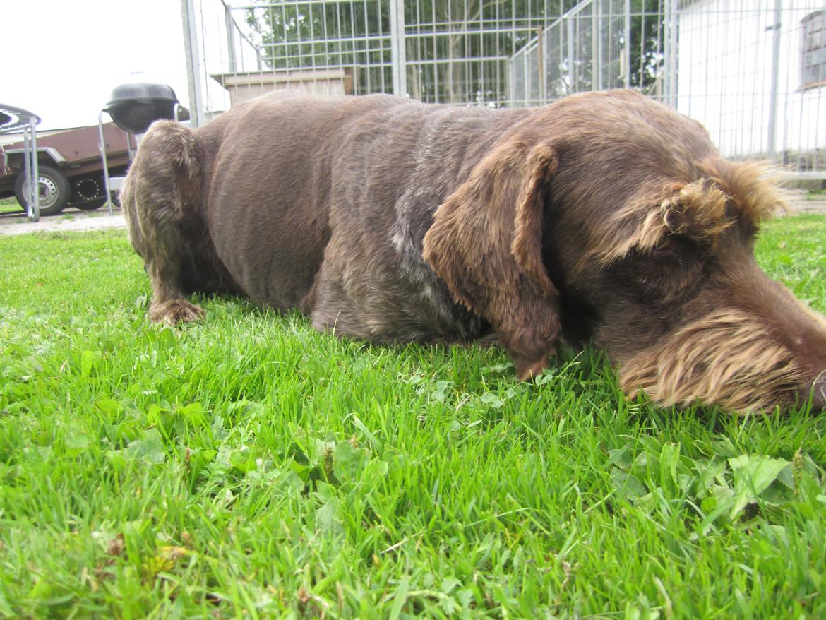Ruhåret hønsehund Birkemosens Luchs billede 18