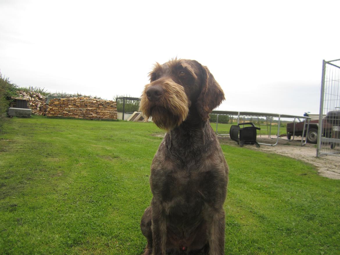 Ruhåret hønsehund Birkemosens Luchs billede 20