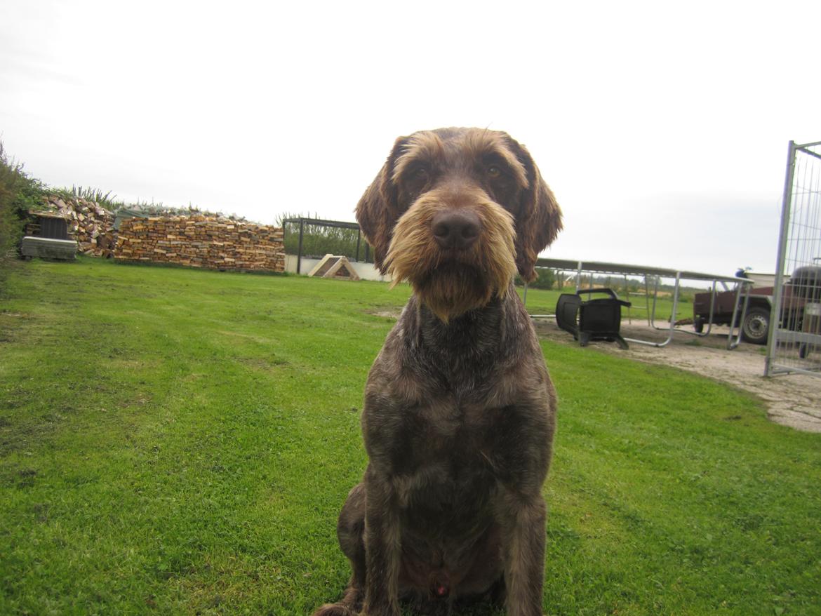 Ruhåret hønsehund Birkemosens Luchs billede 21