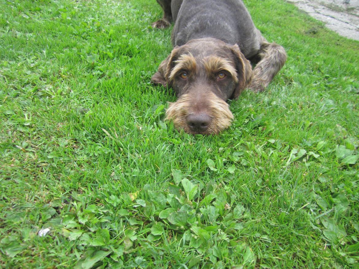 Ruhåret hønsehund Birkemosens Luchs billede 12