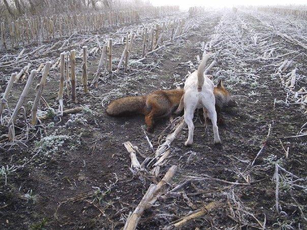 Jack russell terrier silas billede 15