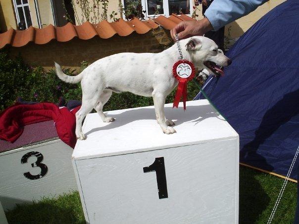 Jack russell terrier silas billede 1