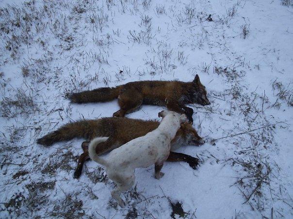 Jack russell terrier silas billede 16