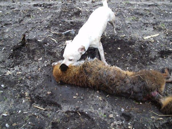 Jack russell terrier silas billede 18