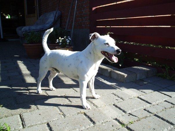 Jack russell terrier silas billede 5