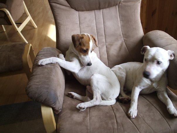 Jack russell terrier silas billede 11