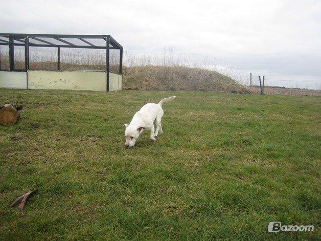 Jack russell terrier silas billede 20