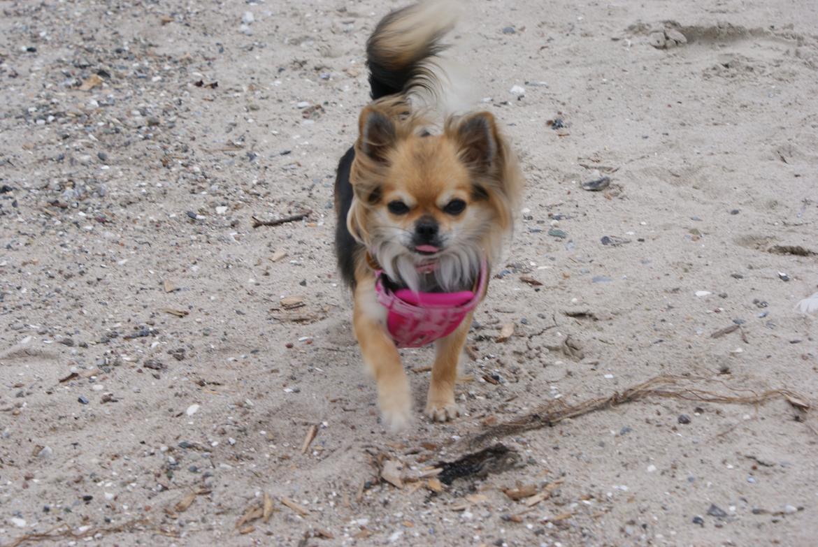 Chihuahua Anna Lucia - Billede 7 og 8 Assens strand på Fyn billede 1