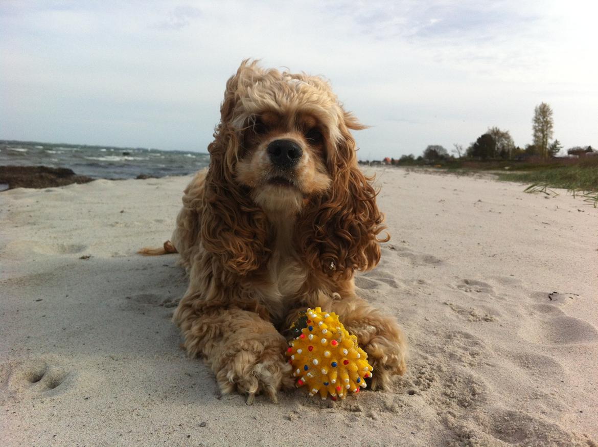 Amerikansk cocker spaniel Jamie - Min dejlige Jamie, sommer 2012 billede 2