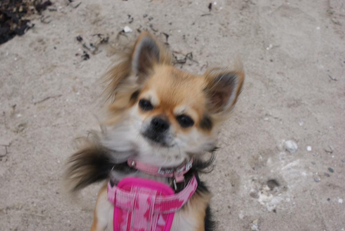 Chihuahua Anna Lucia billede 6