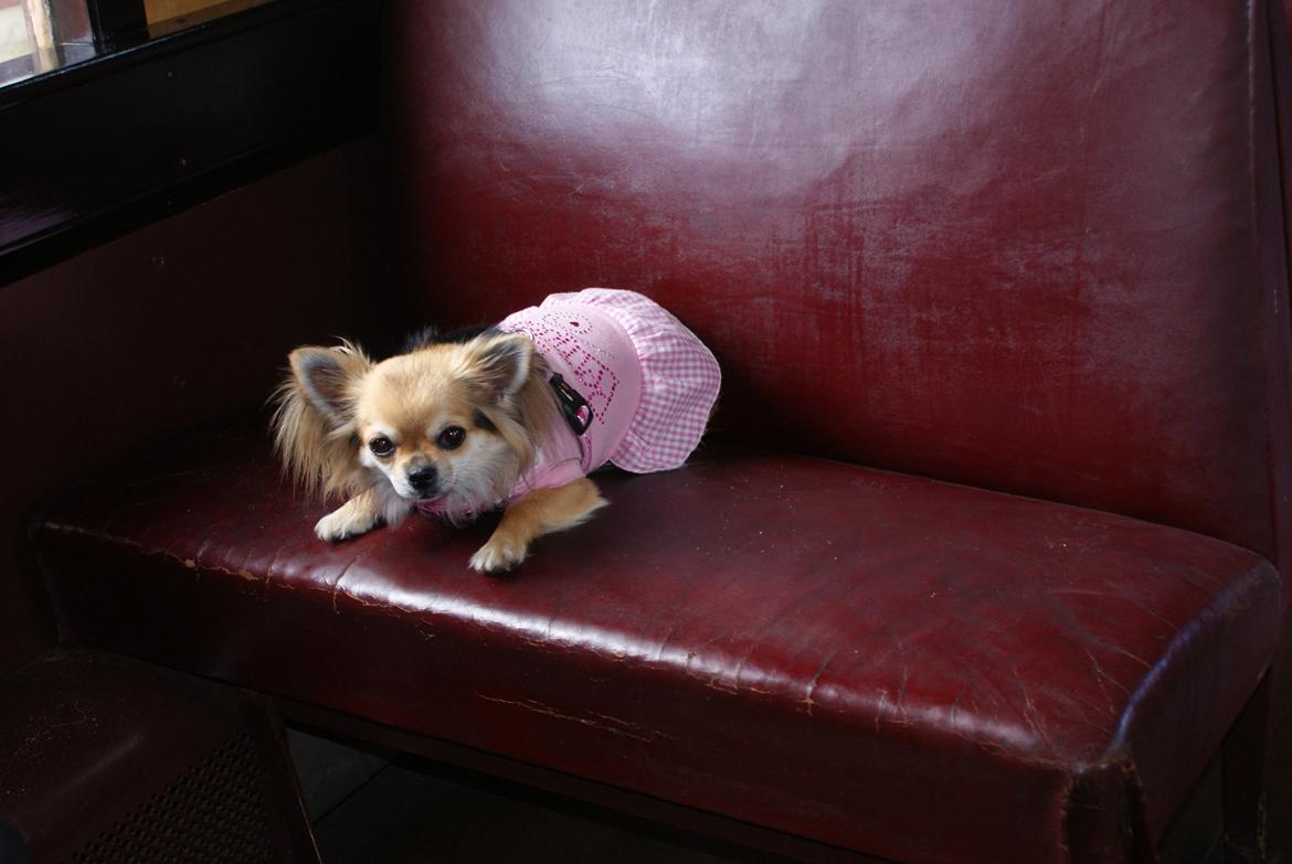 Chihuahua Anna Lucia - Billede 9 og 10 Så er jeg ude at køre veterantog i Svenborg og det var rigtig sjovt billede 7