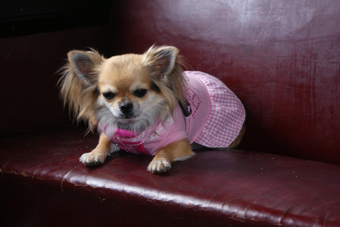 Chihuahua Anna Lucia billede 8