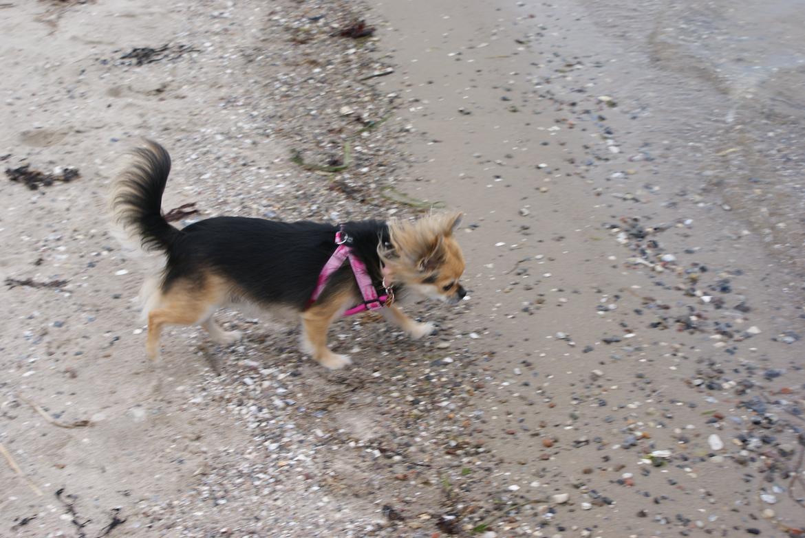 Chihuahua Anna Lucia billede 9