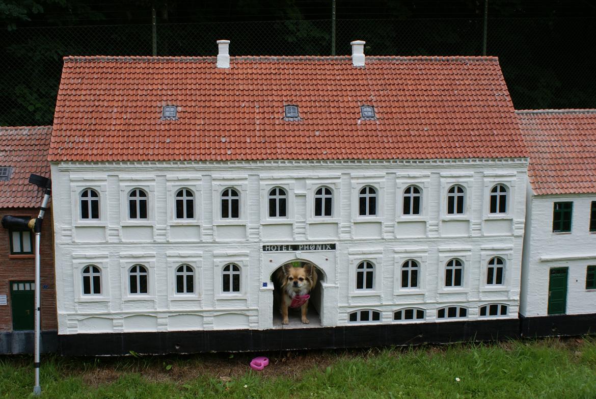 Chihuahua Anna Lucia - Mit nye hundehus billede 10