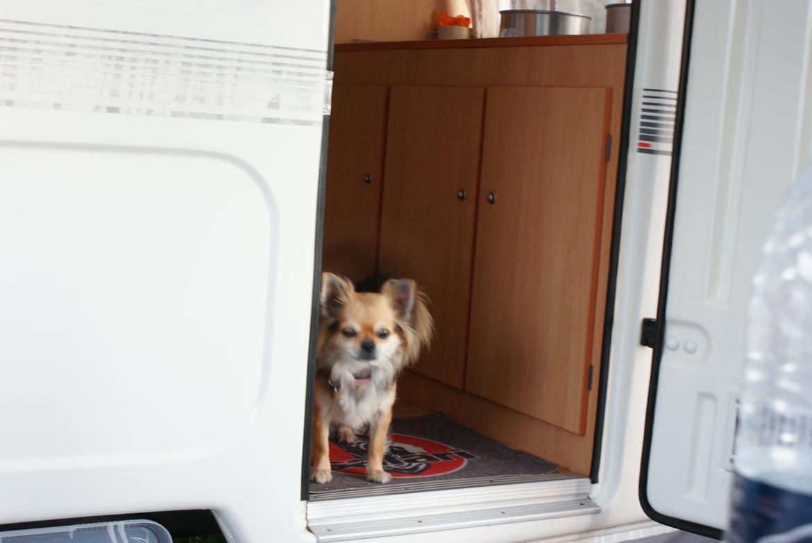 Chihuahua Anna Lucia billede 11