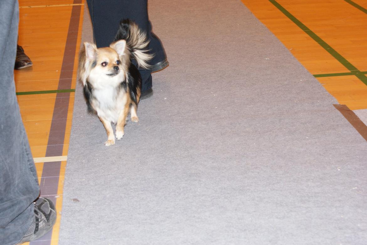 Chihuahua Anna Lucia - Hundeudstilling i  strøby Egede  billede 12