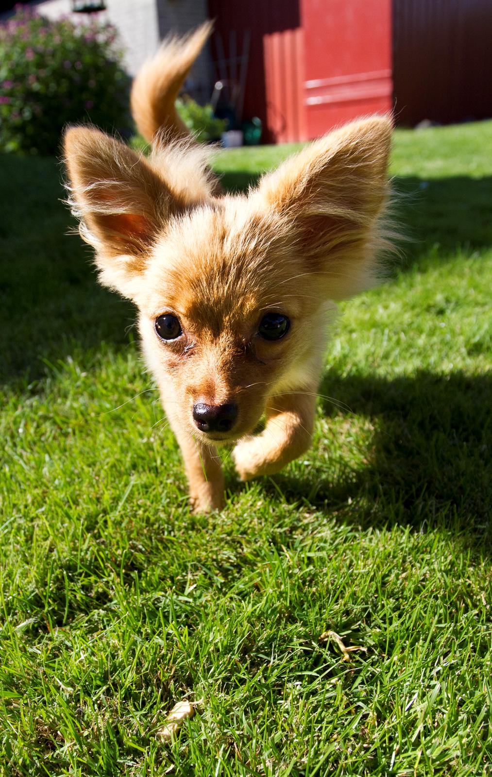 Blanding af racer Tjecko - fotograf: Jonas Høholt
http://www.hoholtphoto.com billede 13