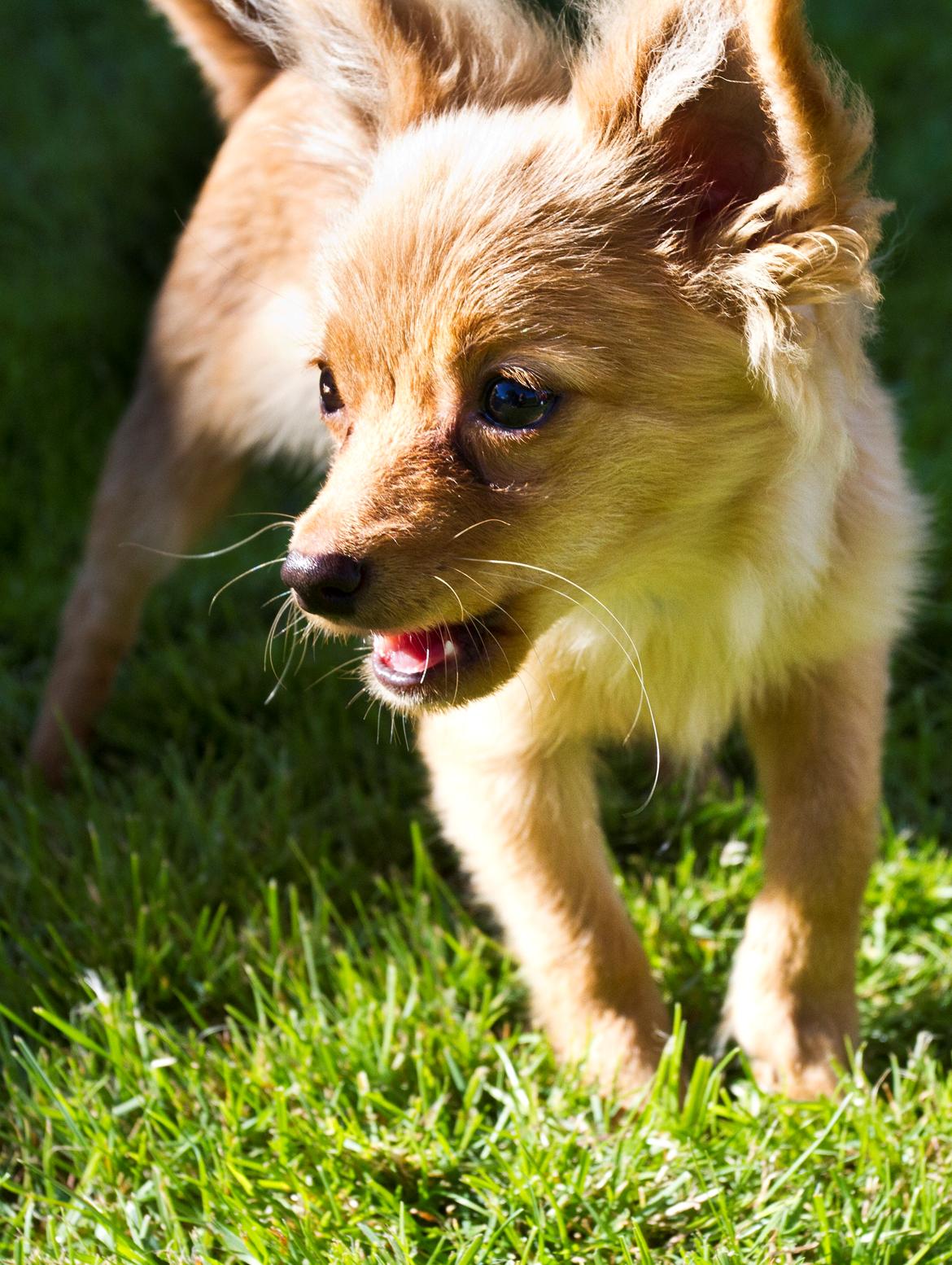Blanding af racer Tjecko - fotograf: Jonas Høholt
http://www.hoholtphoto.com billede 14