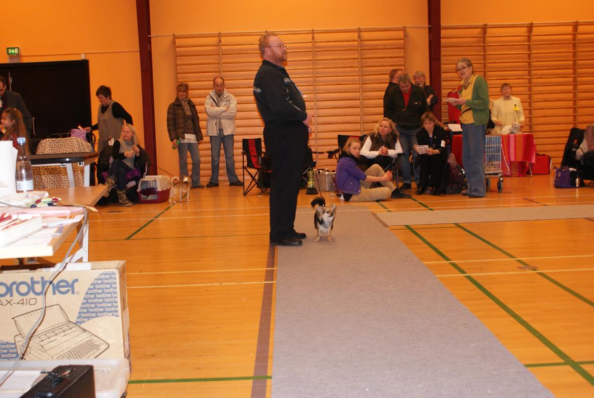 Chihuahua Anna Lucia billede 13