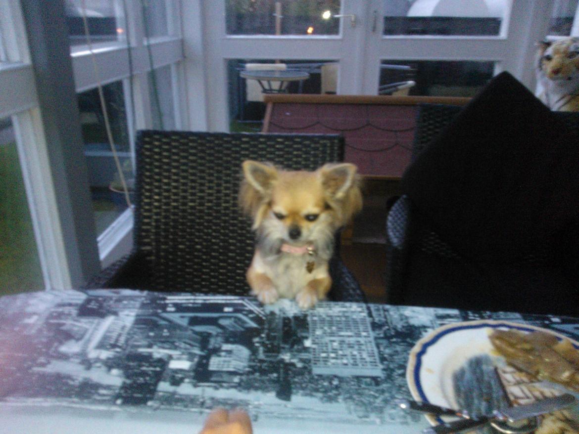 Chihuahua Anna Lucia billede 15