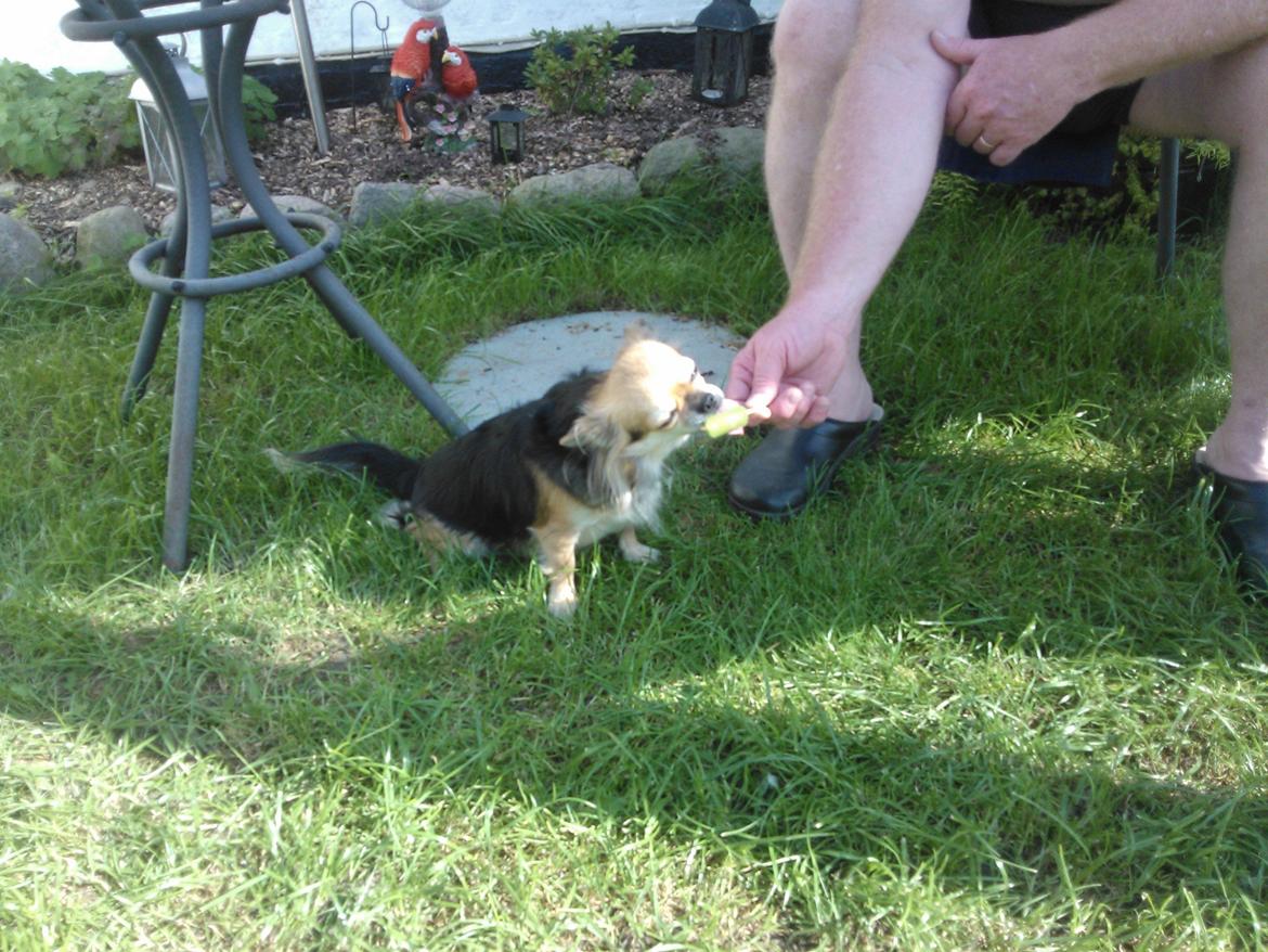 Chihuahua Anna Lucia - Uhm her giver farmand mig en is i heden billede 16