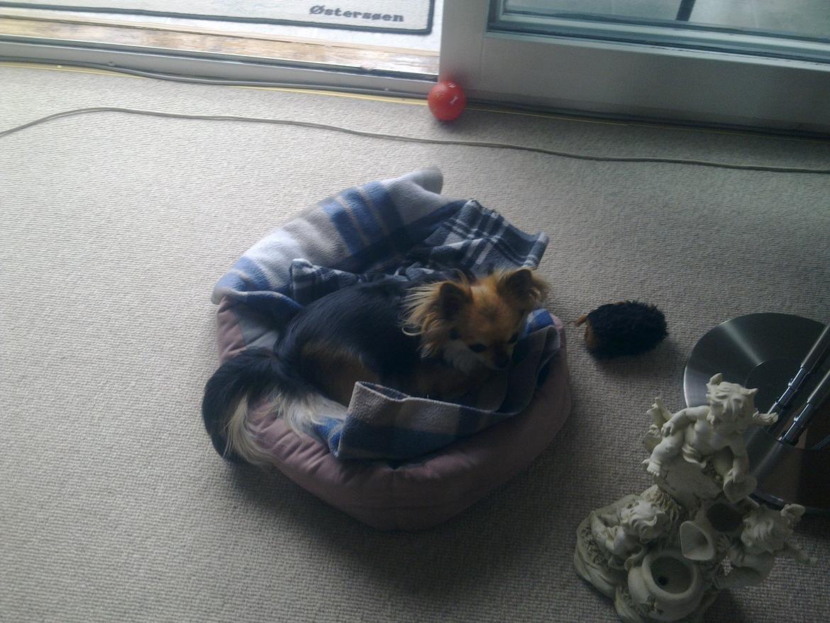 Chihuahua Anna Lucia billede 17