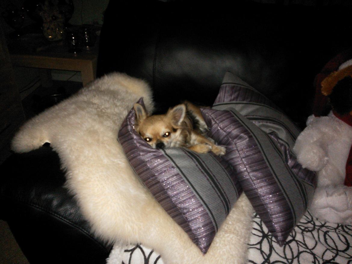 Chihuahua Anna Lucia - Jeg får mig lige en slapper billede 18