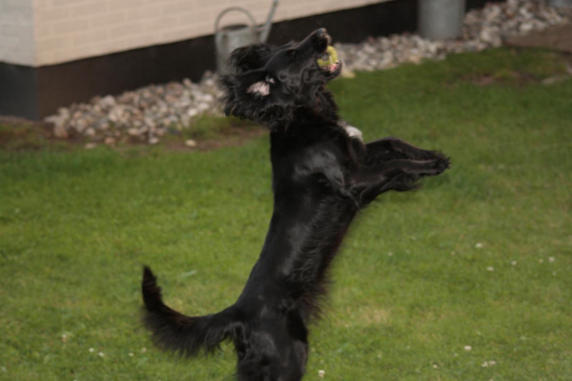 Cocker spaniel Siva <3 *Putte* - Genial hund :D billede 2