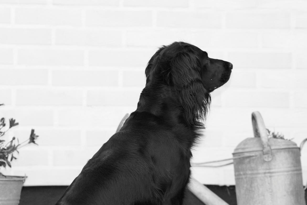 Cocker spaniel Siva <3 *Putte* billede 3