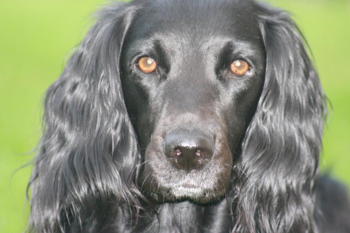 Cocker spaniel Siva <3 *Putte* billede 4