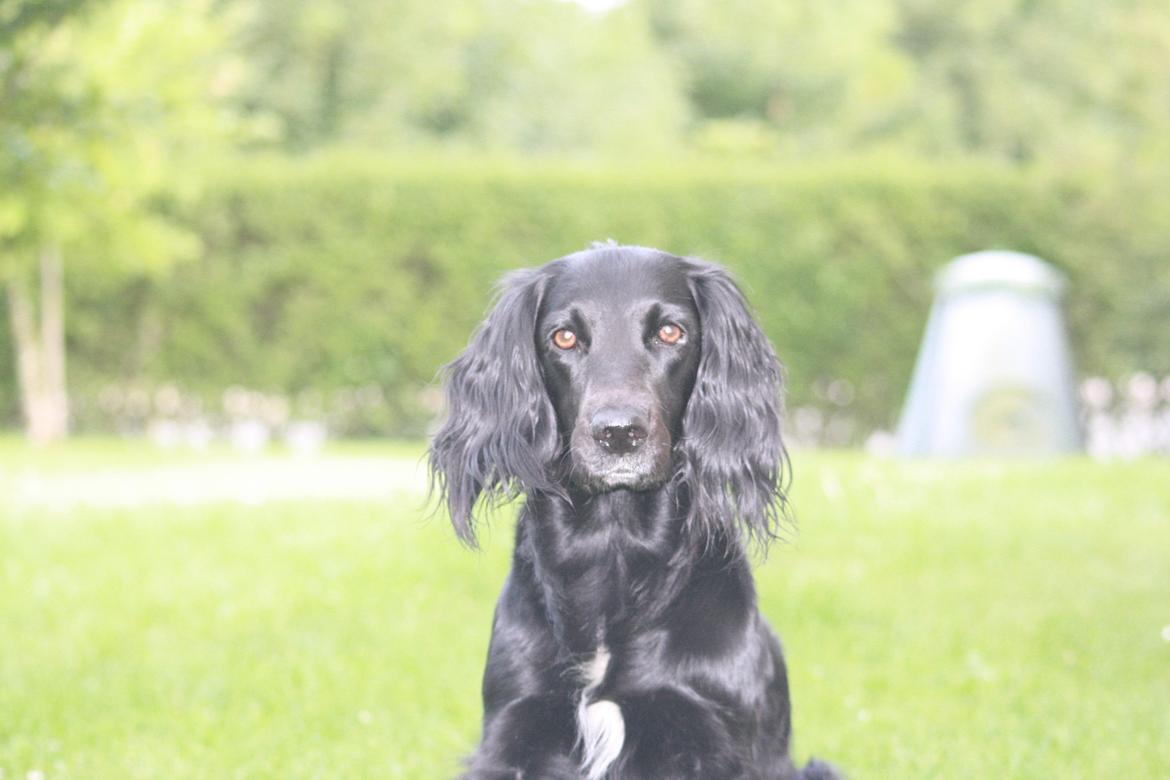 Cocker spaniel Siva <3 *Putte* billede 6