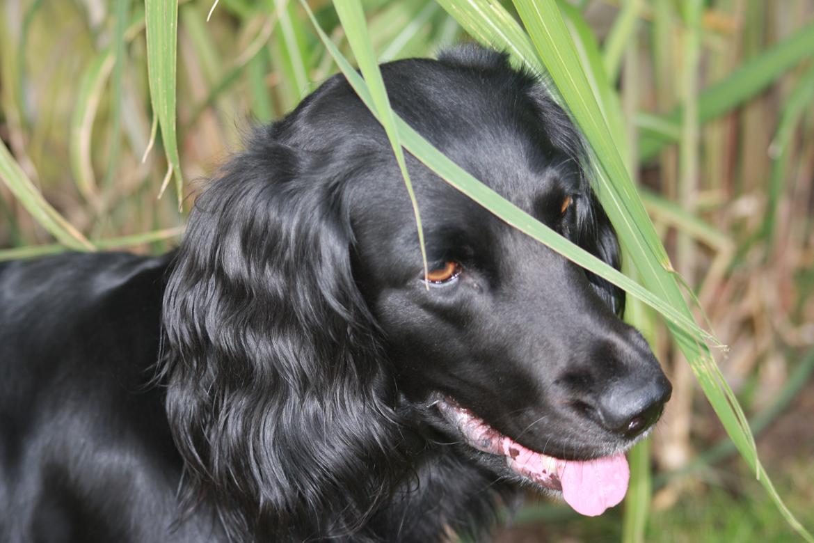 Cocker spaniel Siva <3 *Putte* billede 7