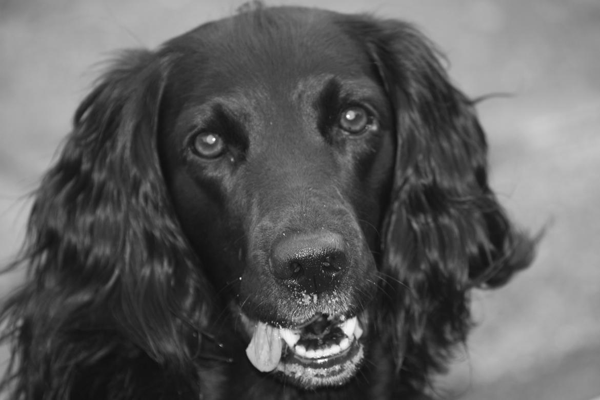 Cocker spaniel Siva <3 *Putte* billede 8
