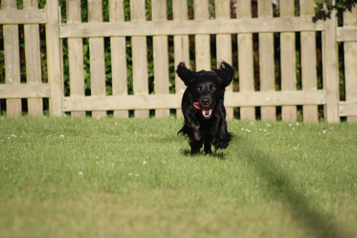 Cocker spaniel Siva <3 *Putte* billede 9